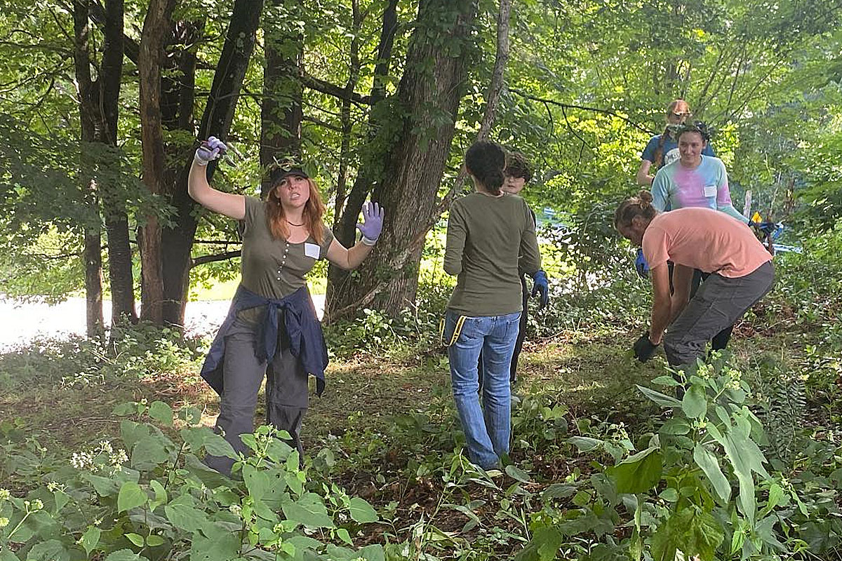 Group working on a wooded hillside clearing plants, surrounded by tall trees and sunlight.